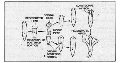 Regeneration Explained 